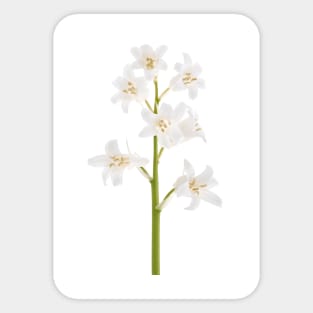 White bluebell Sticker